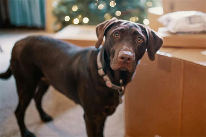 2026 Ford Expedition Review: Pros, Cons & Who Should Buy It